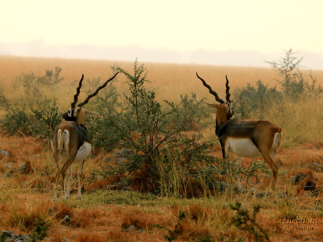 Tal Chhapar Forest Resthouse主图