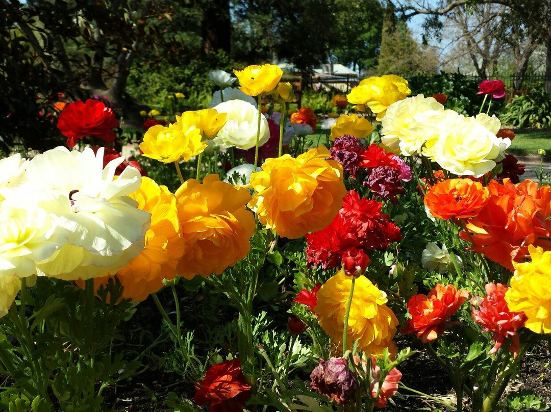 Albury Botanic Garden景点图片