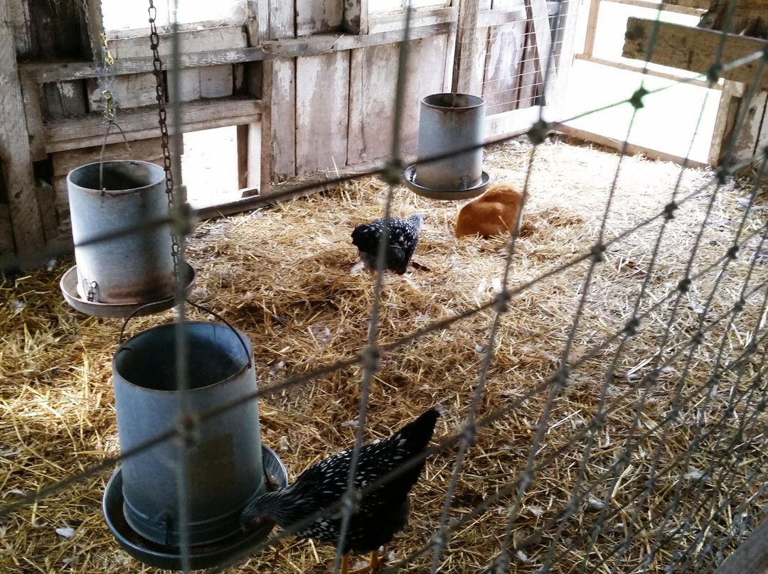 Kline Creek Farm-West Chicago必去景点