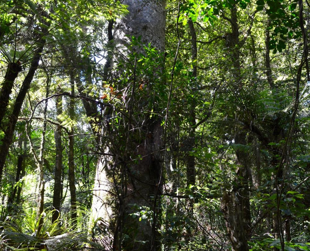 Manginangina Kauri Walk景点图片