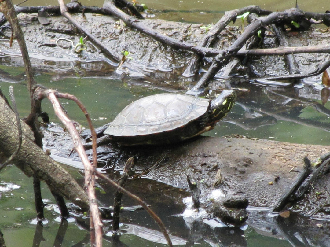 Blues Creek Preserve-Ostrander必去景点