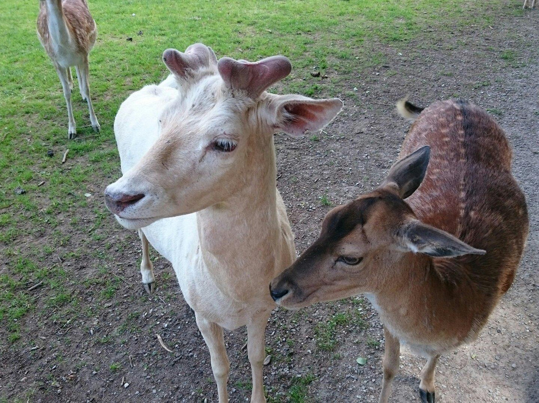 Wildpark Schloss Ortenburg景点图片