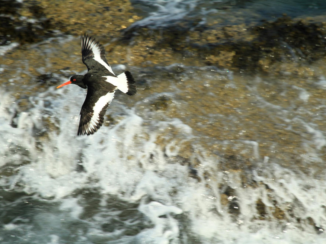 Glengorm Wildlife Project-Tobermory必去景点