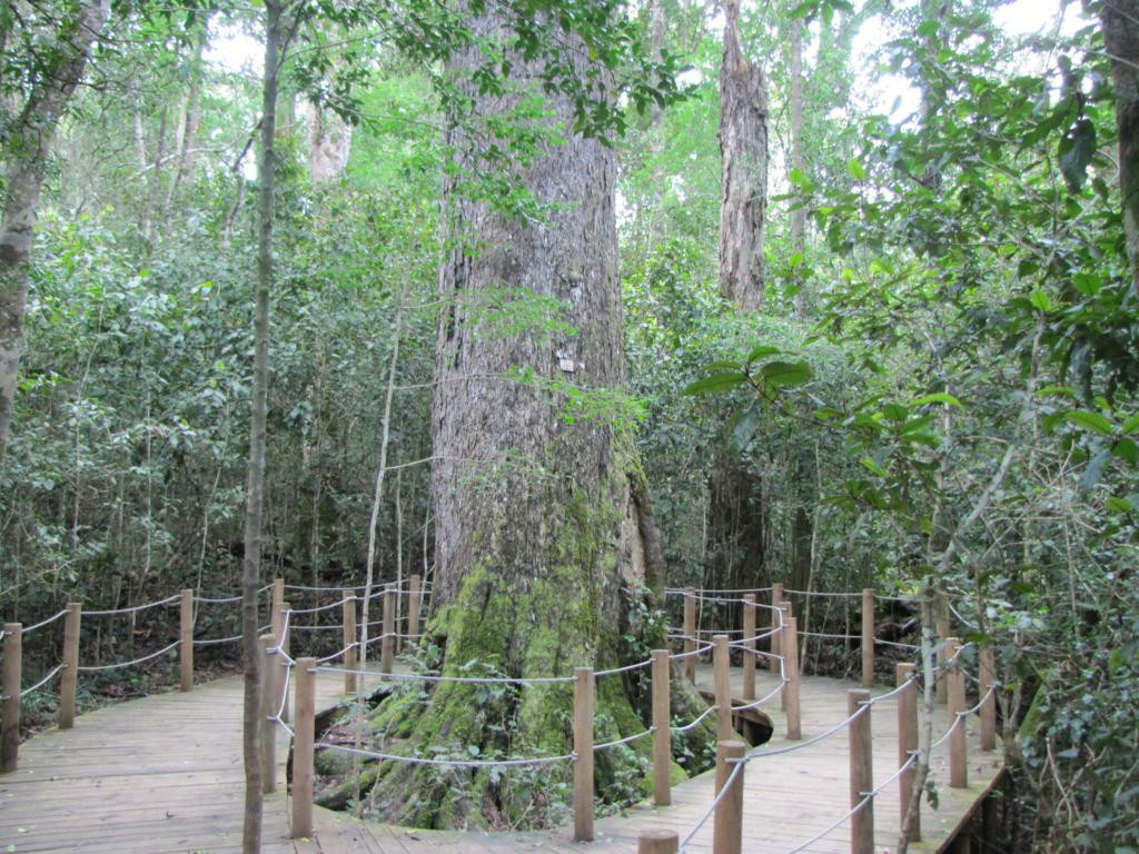 Tsitsikamma Forest’s Big Tree景点图片