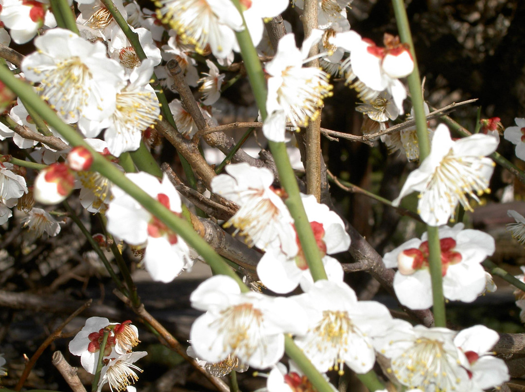 Hodoji-志木市必去景点