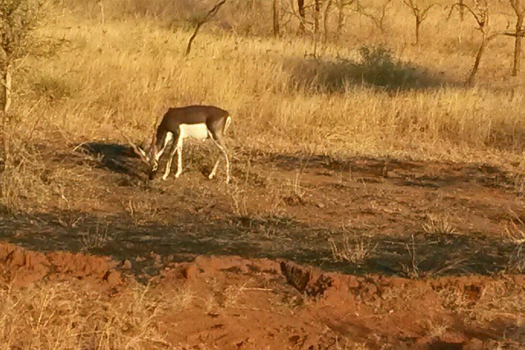 Kutch Desert Wildlife Sanctuary景点图片