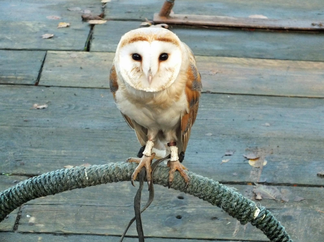 Festival Park Owl Sanctuary景点图片