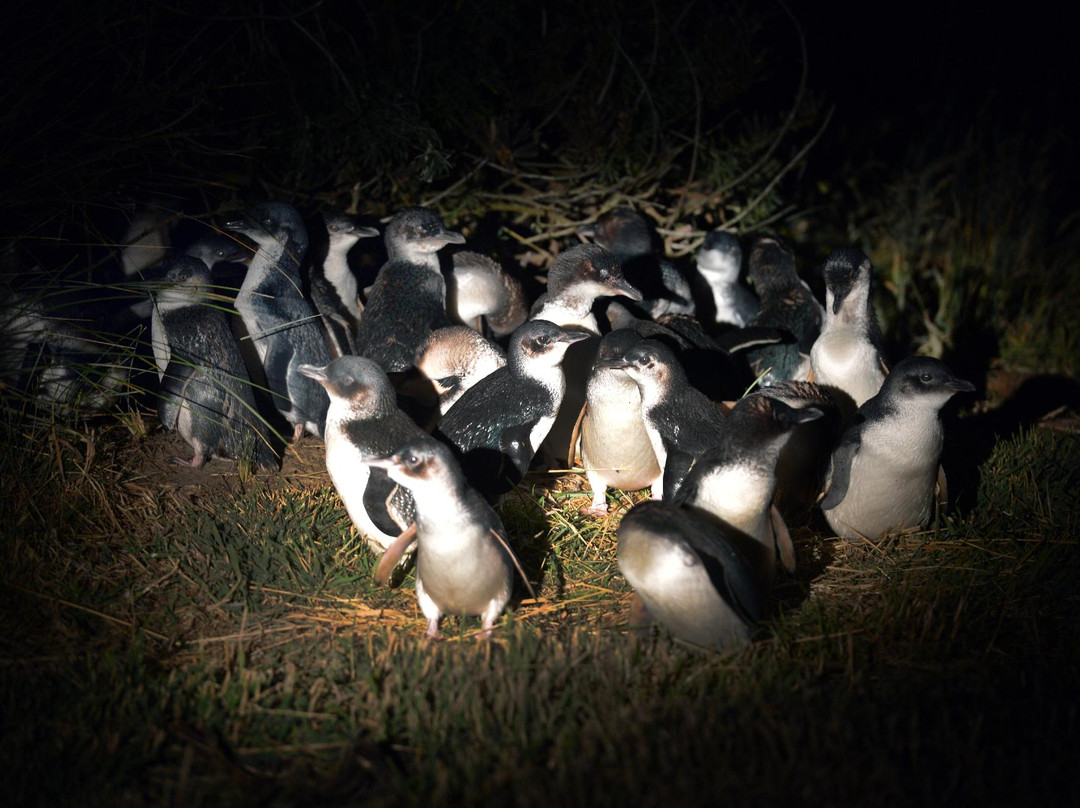 Blue Penguins Pukekura-但尼丁必去景点