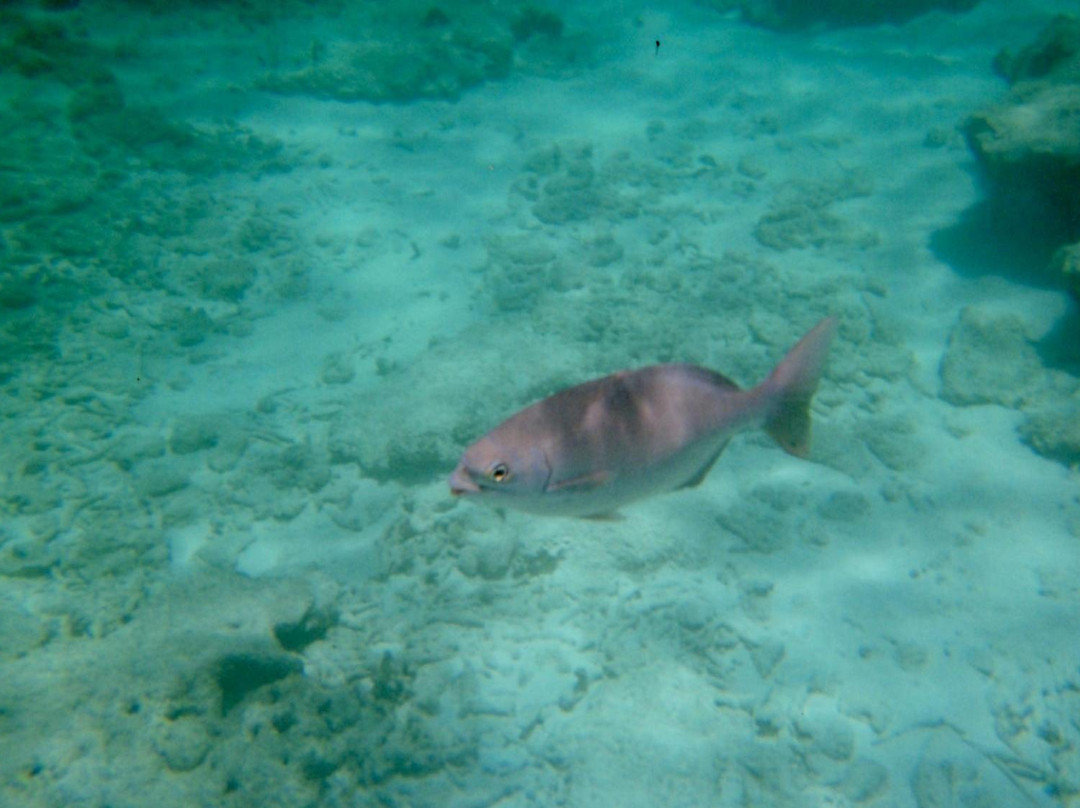 Library Reef-Grand Turk必去景点
