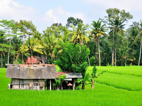Ubud Botany Interactive-乌布必去景点