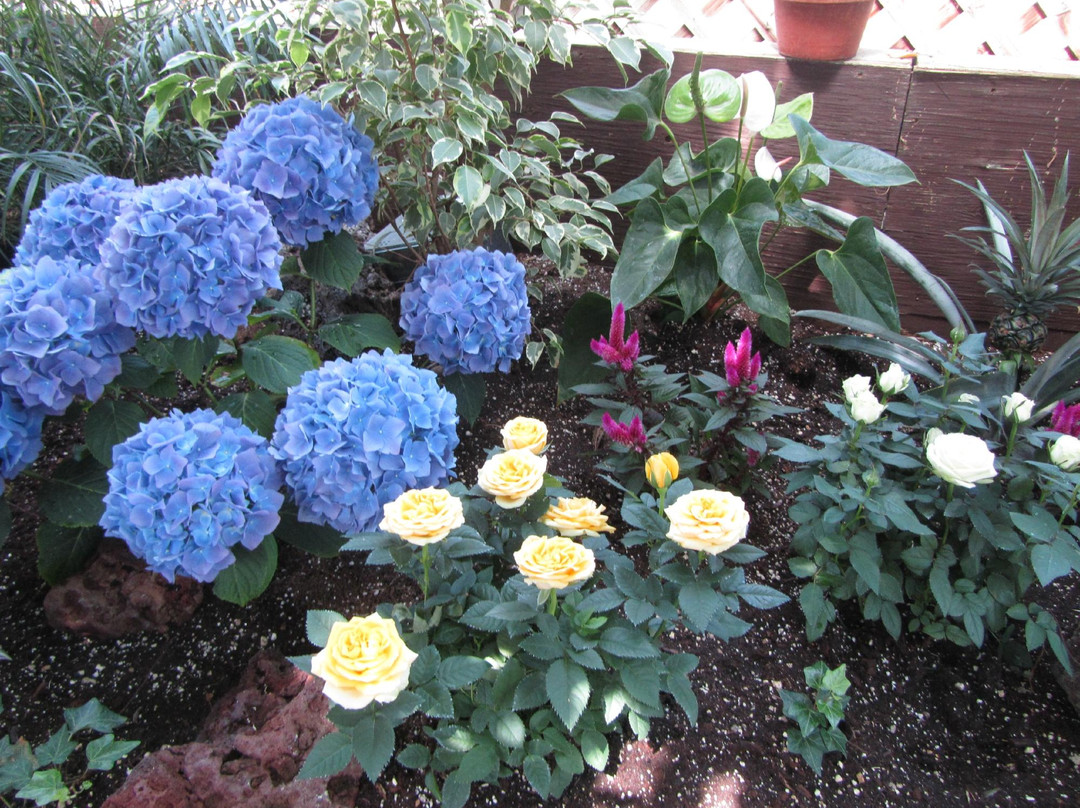 Regina Floral Conservatory-里贾纳必去景点