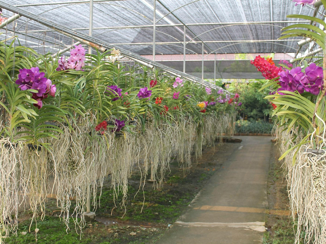 兰花和蝴蝶园-清迈必去景点