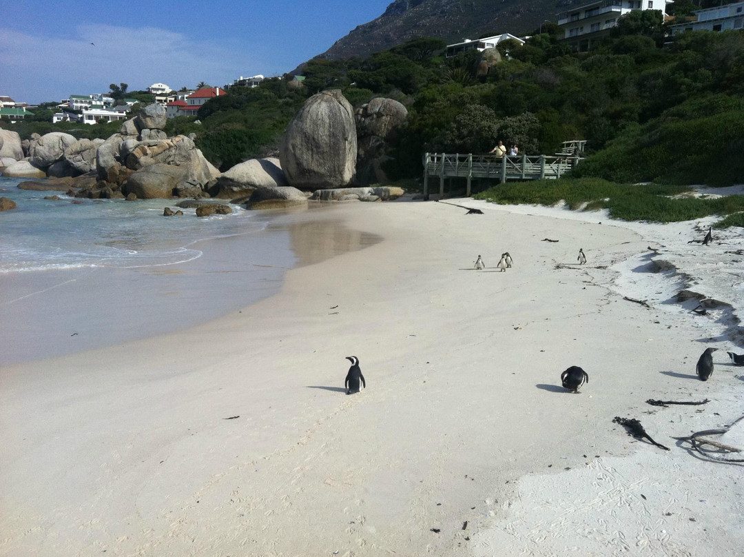 Boulders Beach Penguin Colony-西门镇必去景点