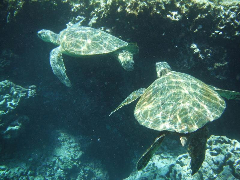 鲨鱼湾-Pupukea必去景点