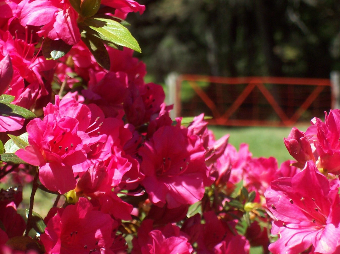 Benvie Garden-豪威克必去景点