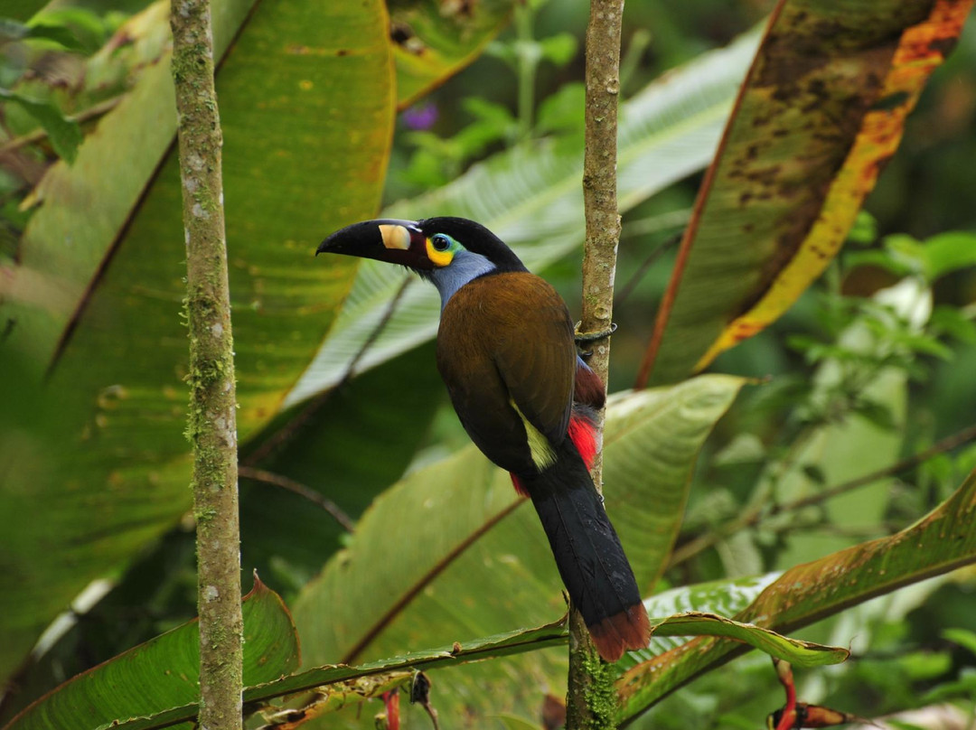 Pacha Quindi Nature Refuge-Tandayapa必去景点