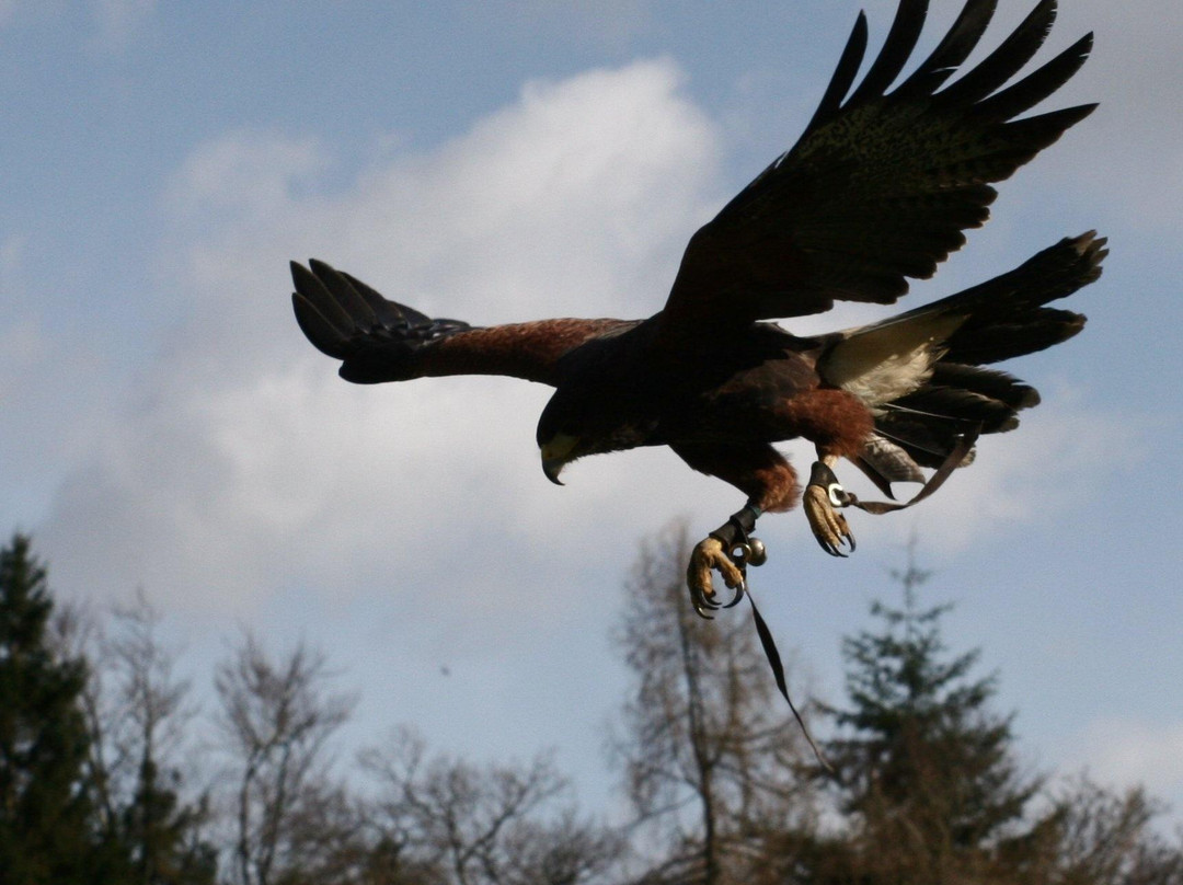 Dalhousie Castle Falconry-邦尼里格必去景点