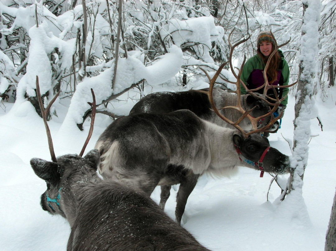 驯鹿牧场-null必去景点