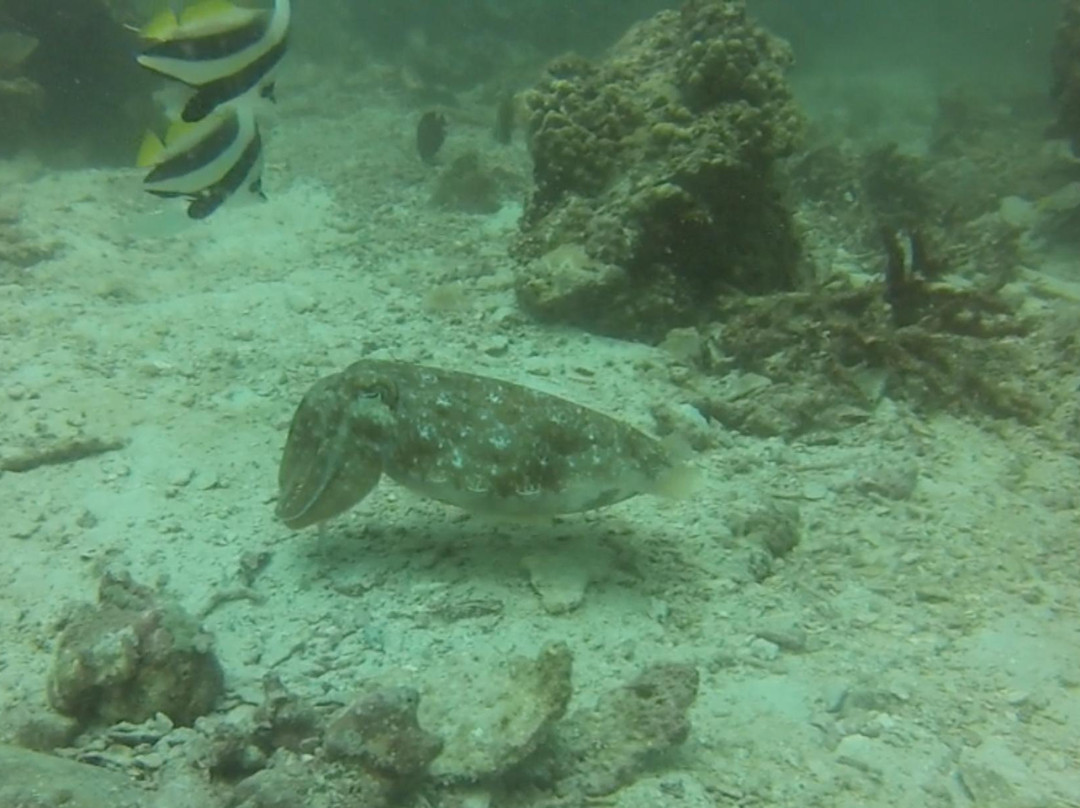 Anti Gravity Divers-兰塔岛必去景点