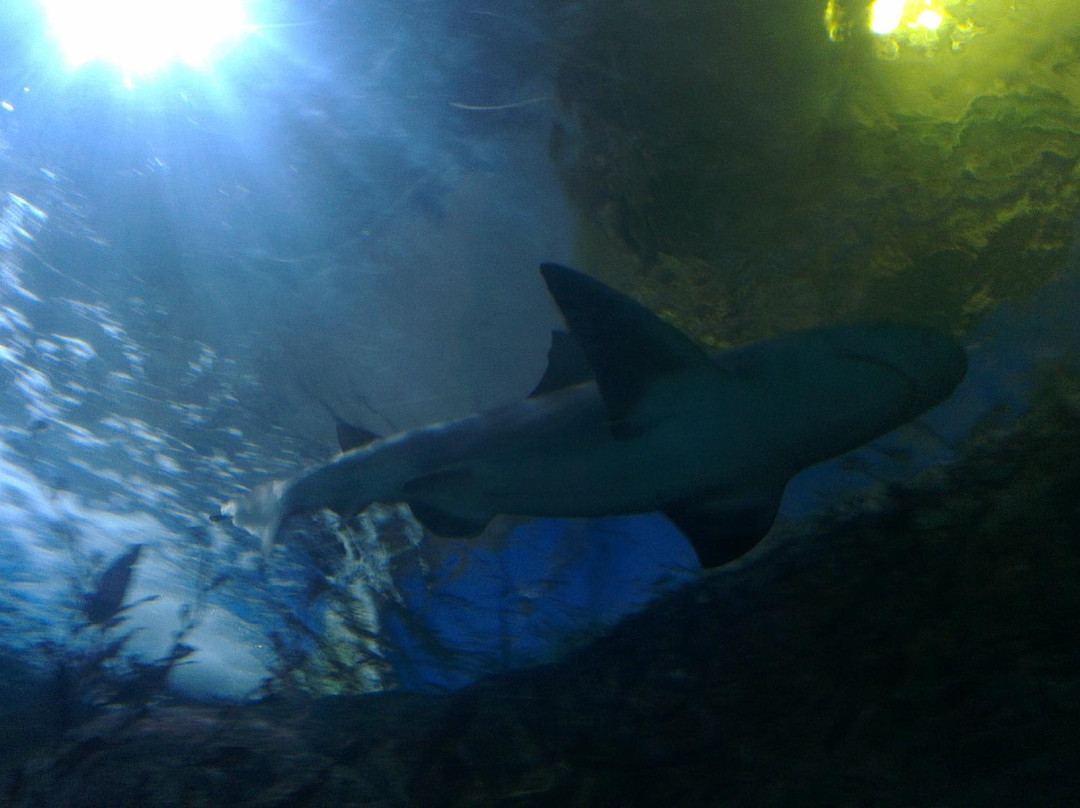 墨尔本水族馆-墨尔本必去景点