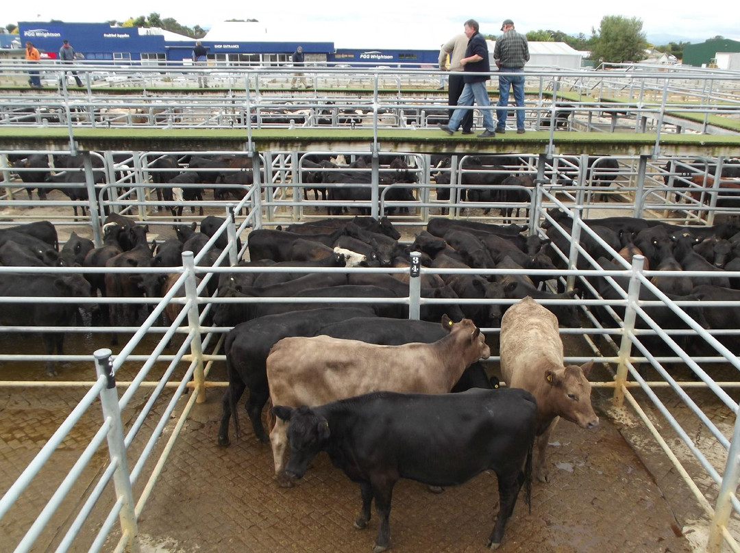 Feilding Saleyards Guided Tour景点图片