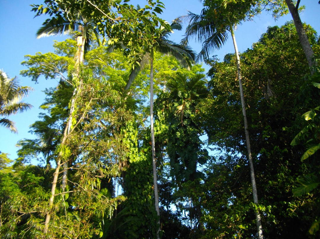 凯恩斯植物园-凯恩斯必去景点