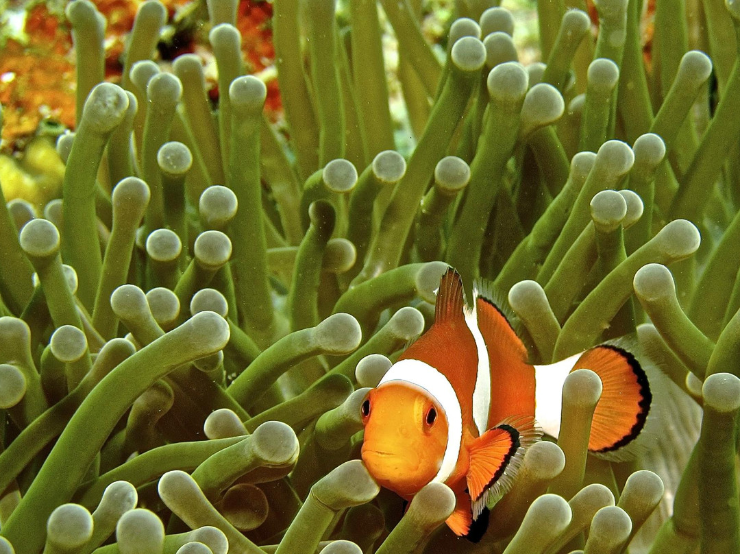 水肺迷潜水店-仙本那必去景点