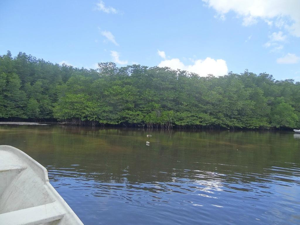 蓝梦岛红树林-蓝梦岛必去景点
