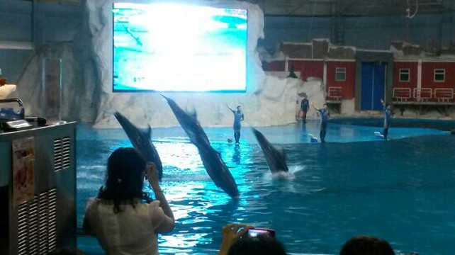青岛海豚表演馆-青岛市必去景点