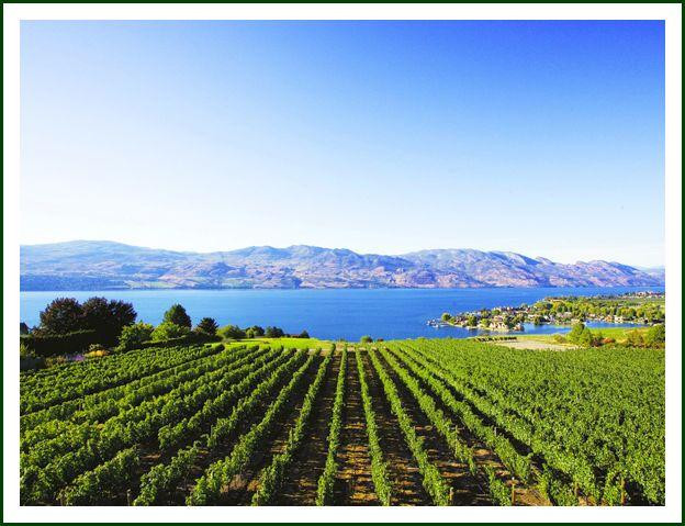 Quails' Gate Winery景点图片
