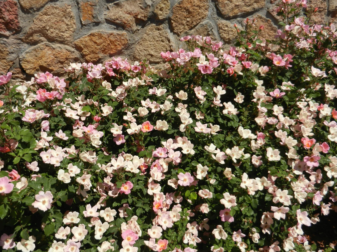 El Paso Municipal Rose Garden-埃尔帕索必去景点