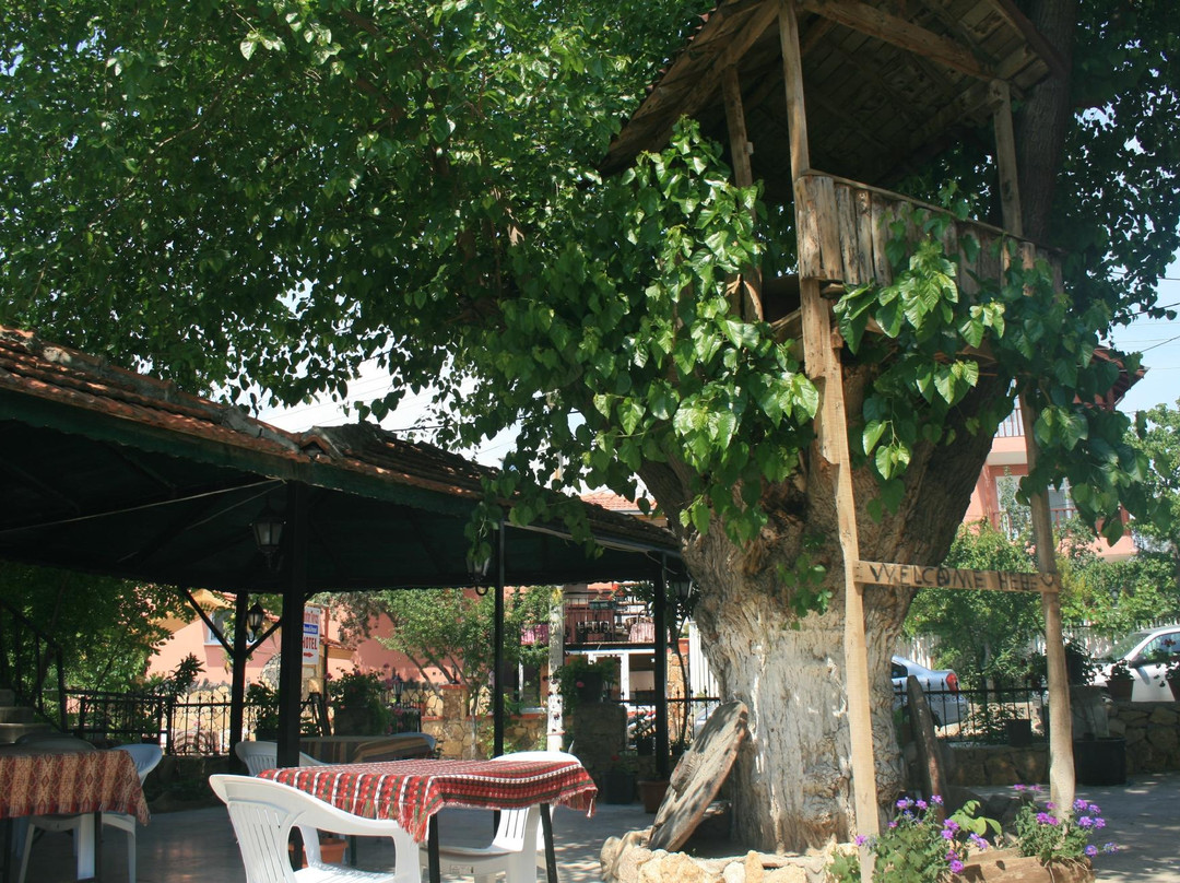 AllgauAllgau Tree Houses  Rooms主图