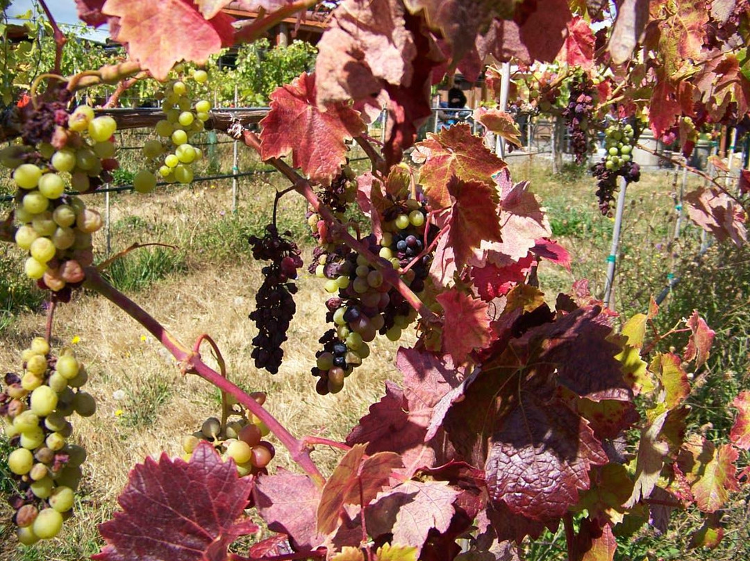 Hood River Winery Tours-The Dalles必去景点