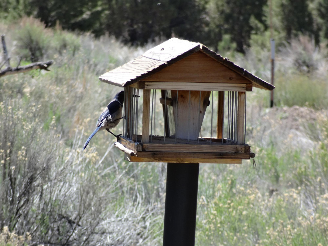 Big Bear Discovery Center-大熊湖必去景点