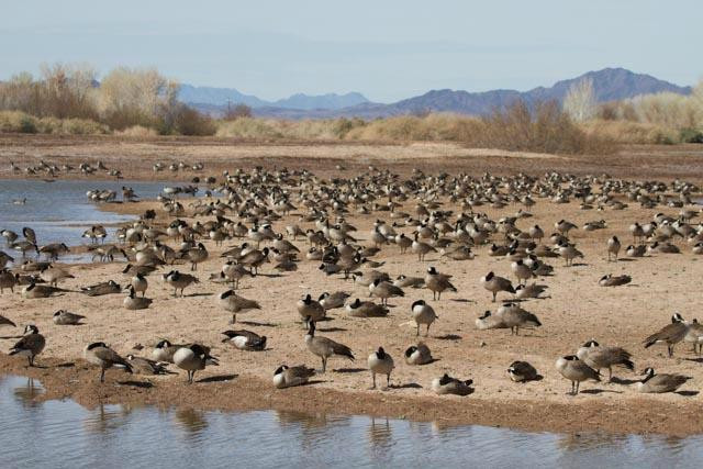 Cibola National Wildlife Refuge-尤马必去景点