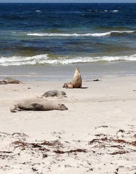 Seal Bay Conservation Park-Seal Bay必去景点