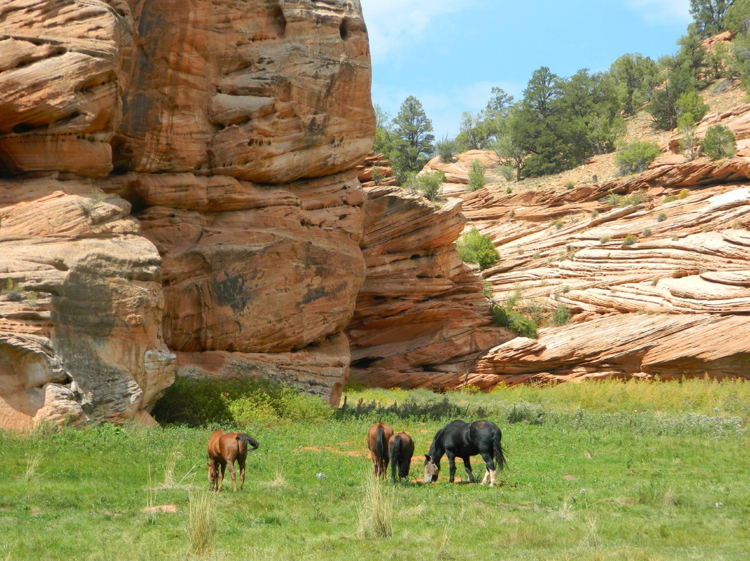 Best Friends Animal Sanctuary-卡纳布必去景点