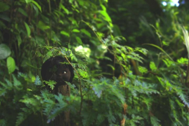 Jardin Botanico de Viñales-维纳勒斯必去景点