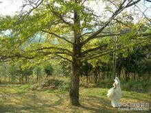 海洋银杏林田园-灵川县必去景点