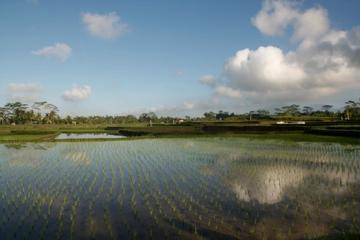 Bali Cycling Tours - Bali Moon Group景点图片