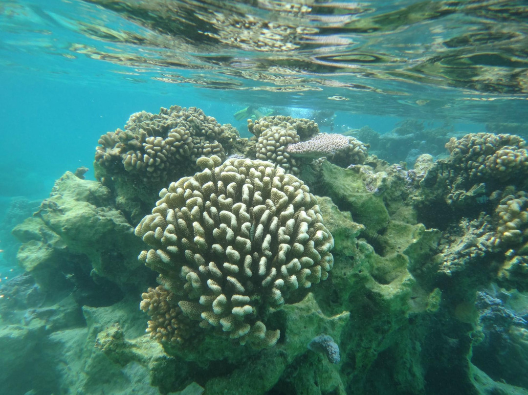 Coral Gardens-波拉波拉岛必去景点