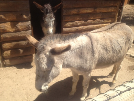 Amarillo Zoo-阿马里洛必去景点