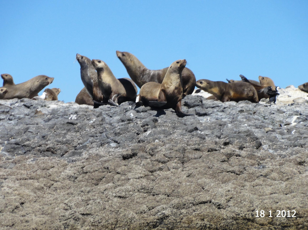 Stanley Seal Cruises景点图片