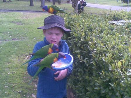Feeding Wild Rainbow Lorrikeets-Burrill Lake必去景点