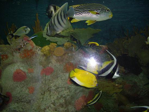 广州海洋馆-广州市必去景点