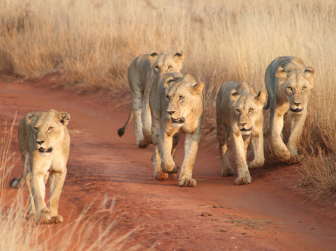 Glorious Safaris-蒙巴萨必去景点