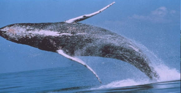 Le Relais de Singani主图