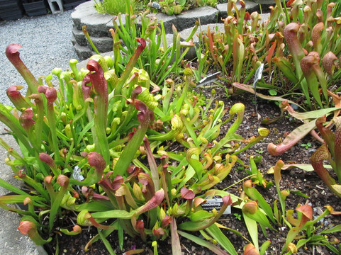 UNC Charlotte Botanical Gardens-夏洛特必去景点
