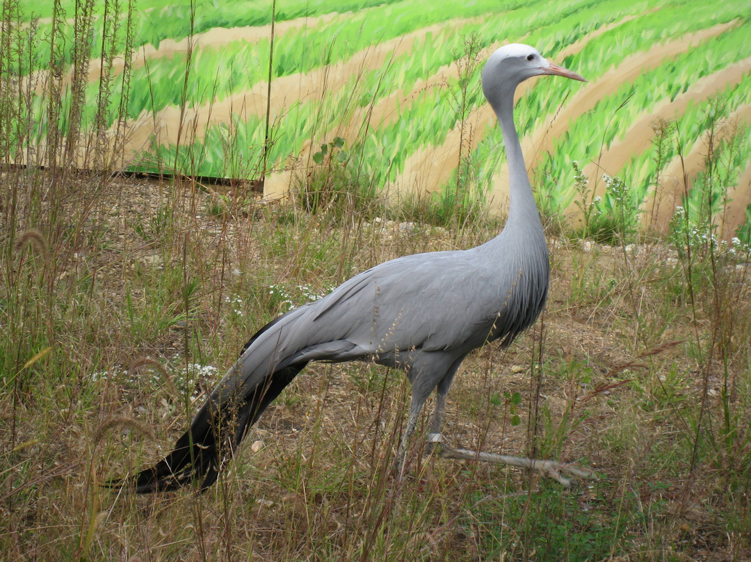 International Crane Foundation-巴拉布必去景点