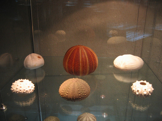 大连贝壳博物馆-大连市必去景点